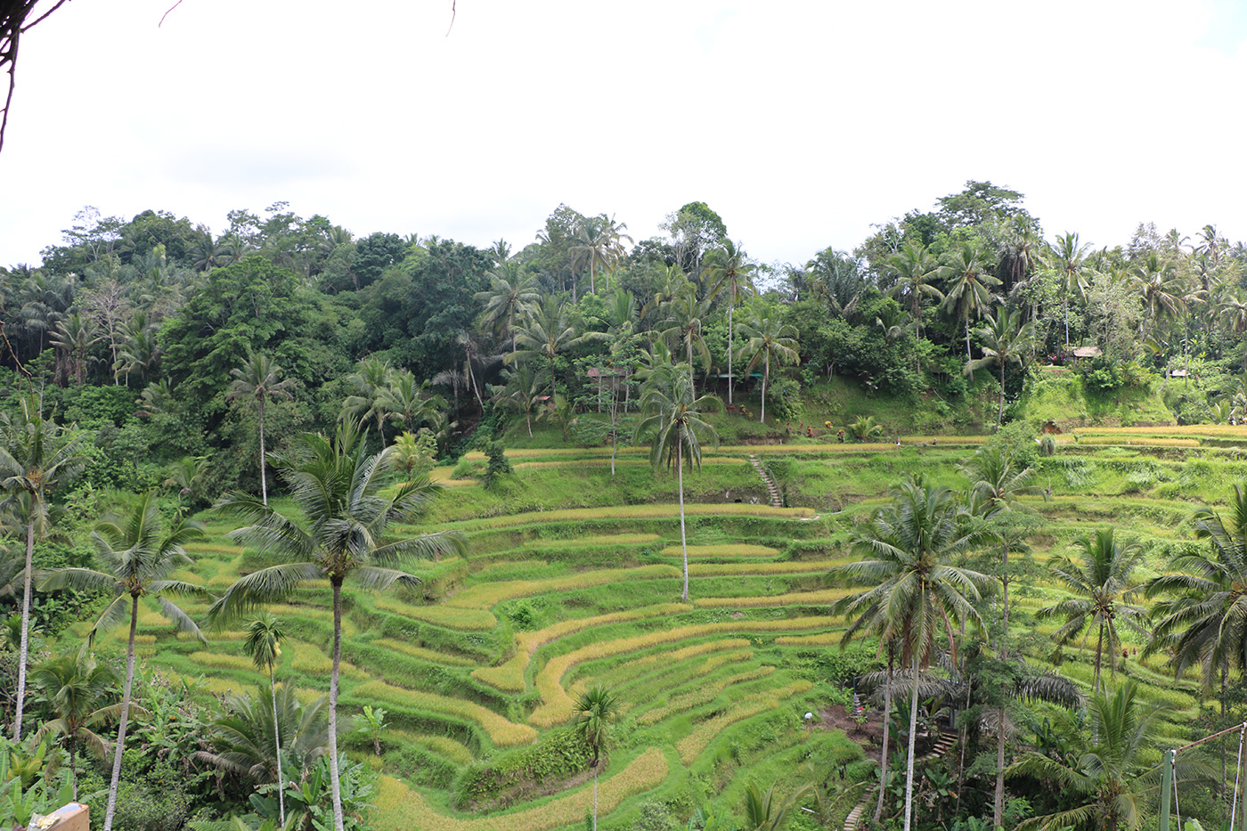 Rijasa Agung | The Luxury Hotel, Resort & Villas in Ubud - Bali